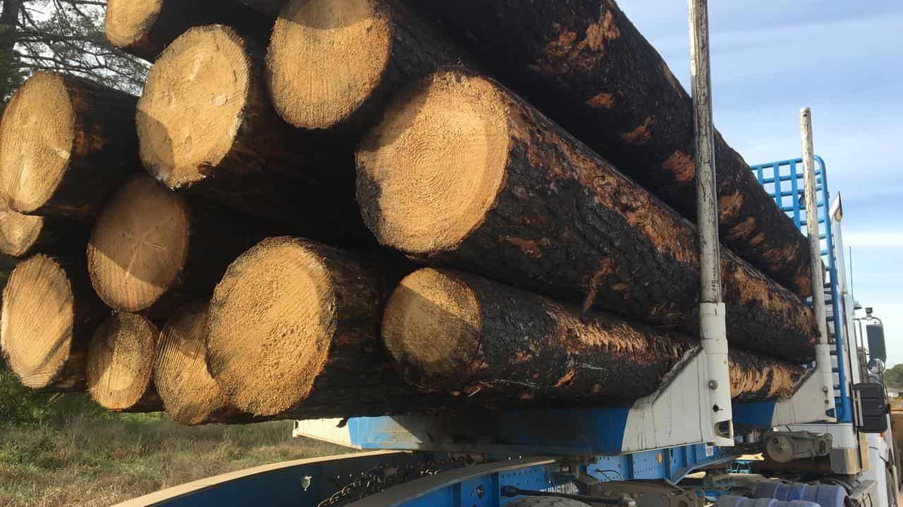 Union boss blasts forests committee after logging exit