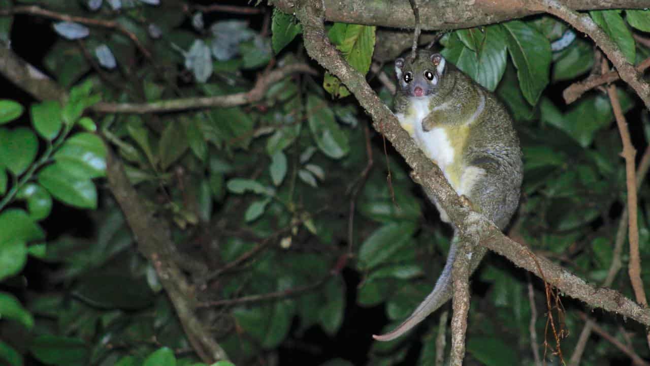 Possum poo holds the key to Burili ulcer outbreaks