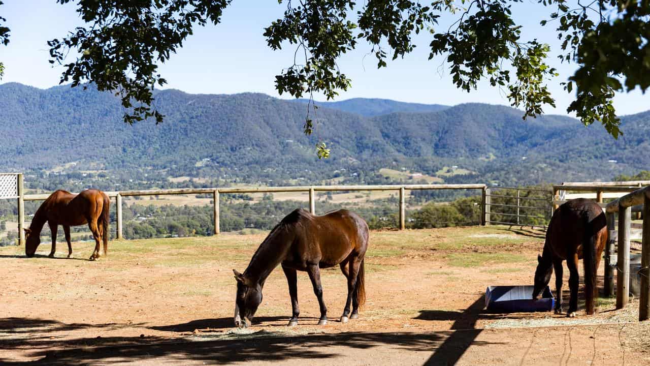 Horses offer 'magnetic' calm for rehabilitation clients