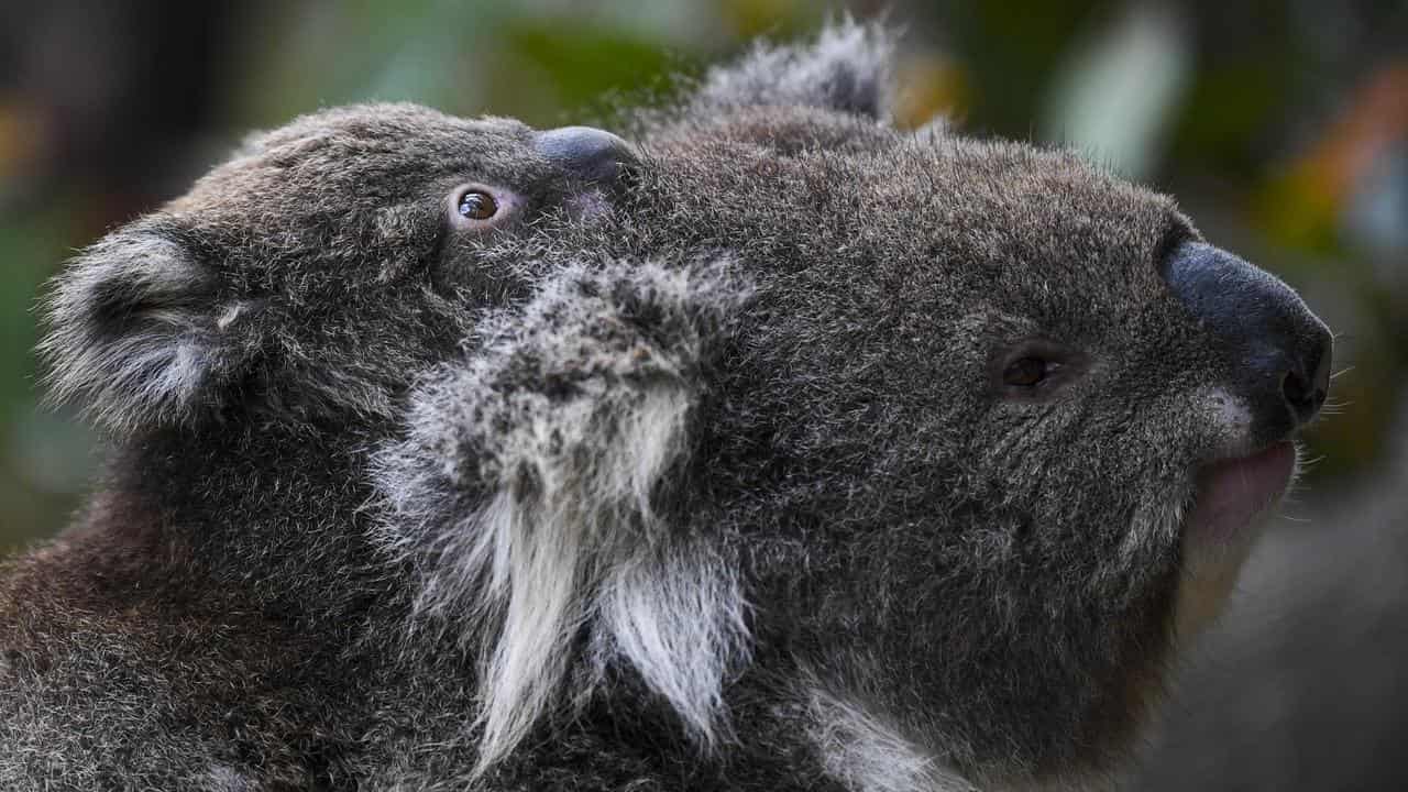 More room for koalas to spread out on NSW north coast