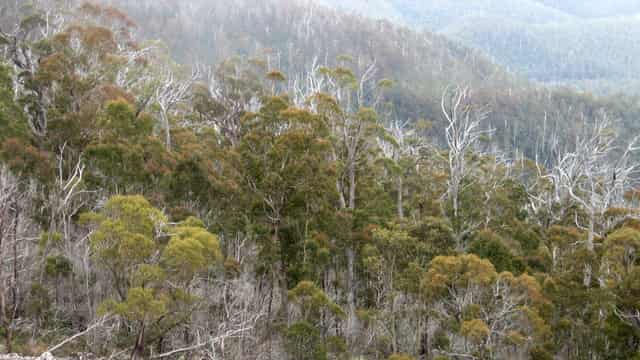 Man shot in neck in hunting accident in Tasmania