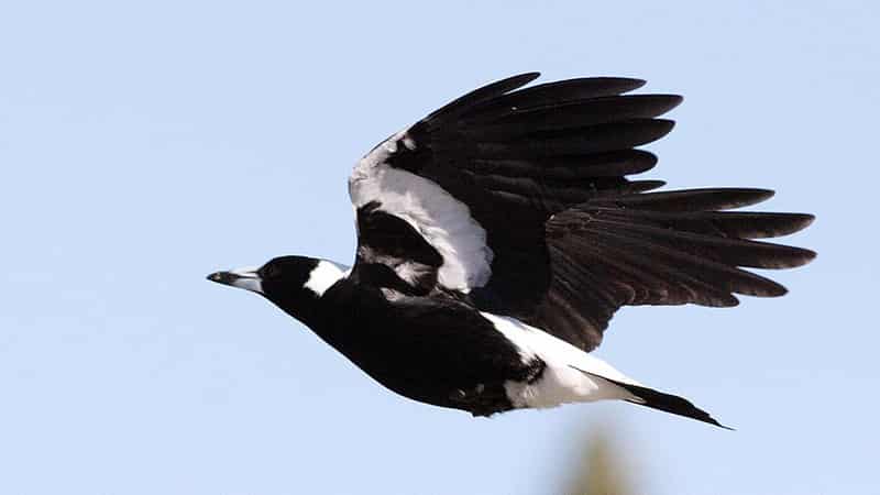 Man fined $2000 over 'callous' magpie killings