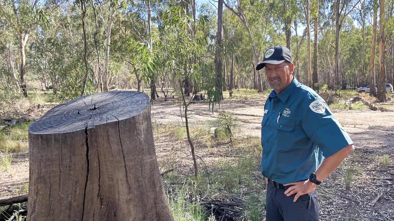 Buyers urged to avoid stoking illegal firewood harvest