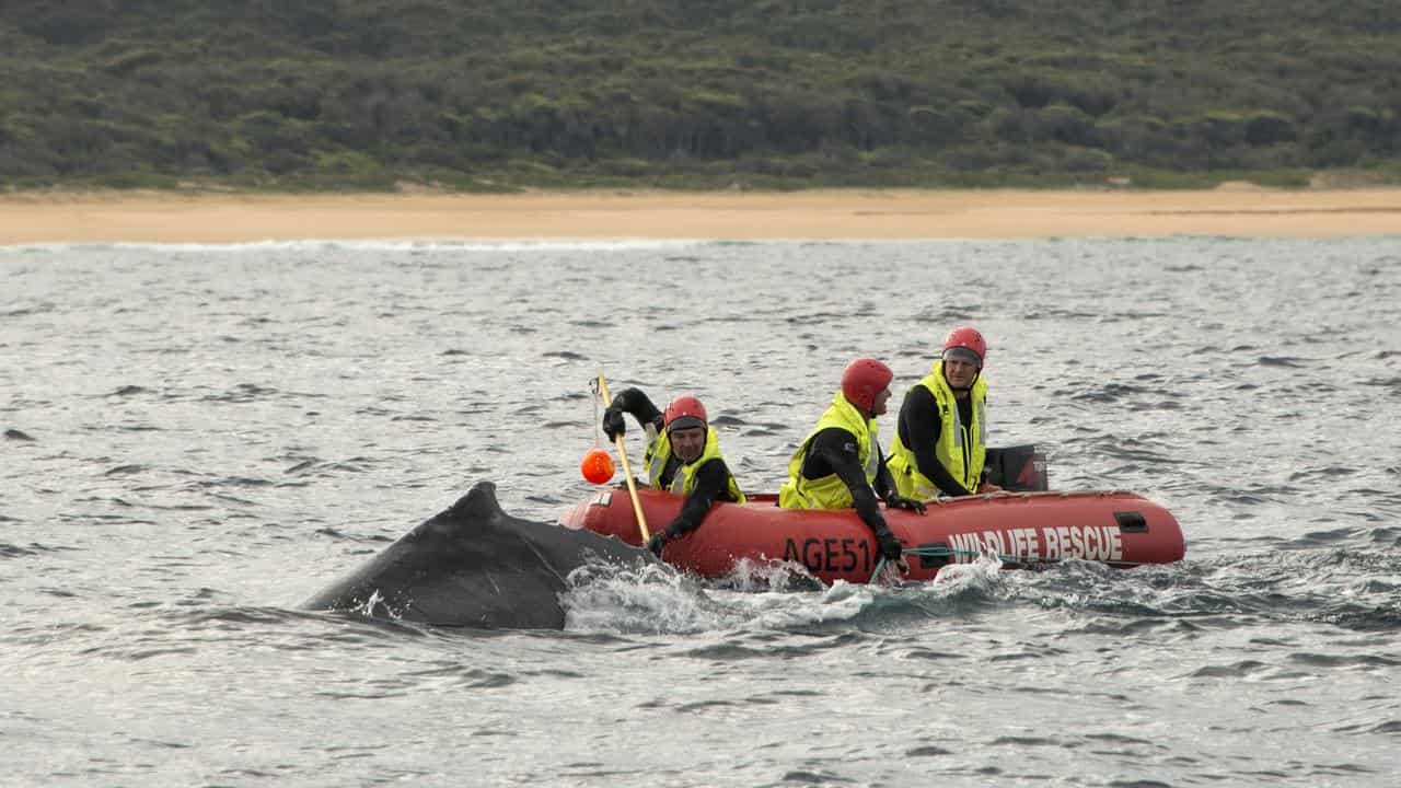 Humpback whale freed after eight-hour rescue