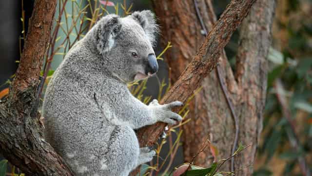 Call for 'no deforestation' conditions on bank loans