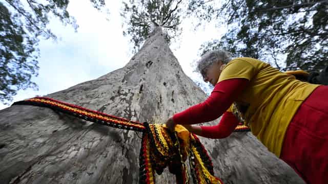 Uncertain future for Australia's tallest spotted gum