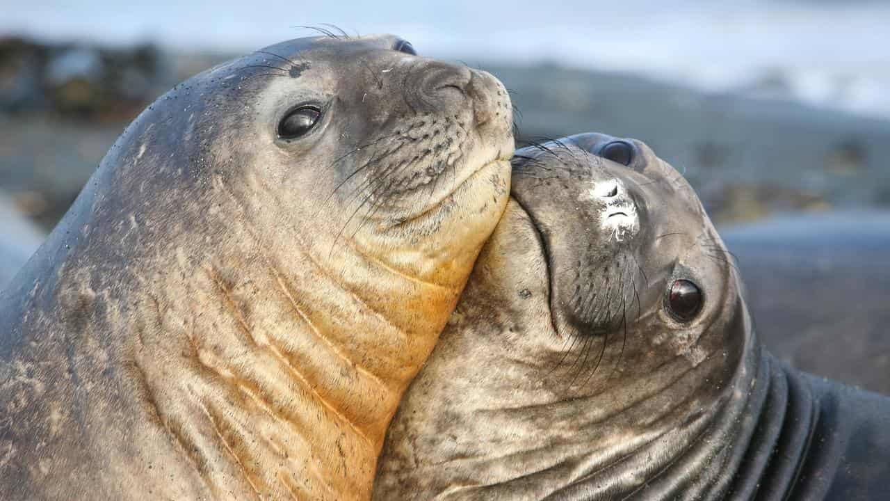 Macquarie Island Marine Park set to triple in size