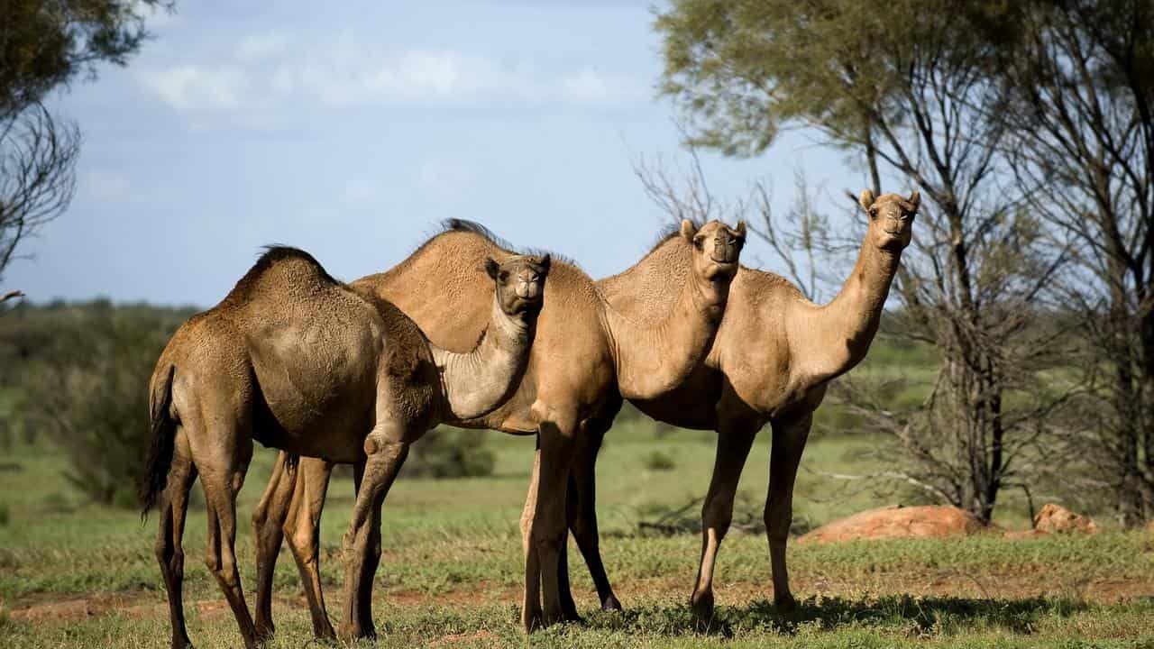 Driver killed as school bus crashes into escaped camels