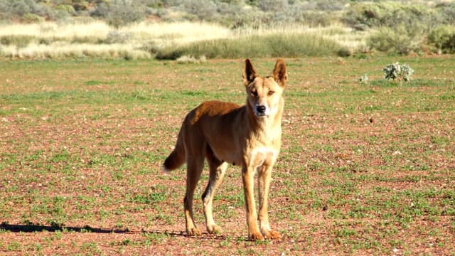 'Problem' dingo responsible for child attacks destroyed