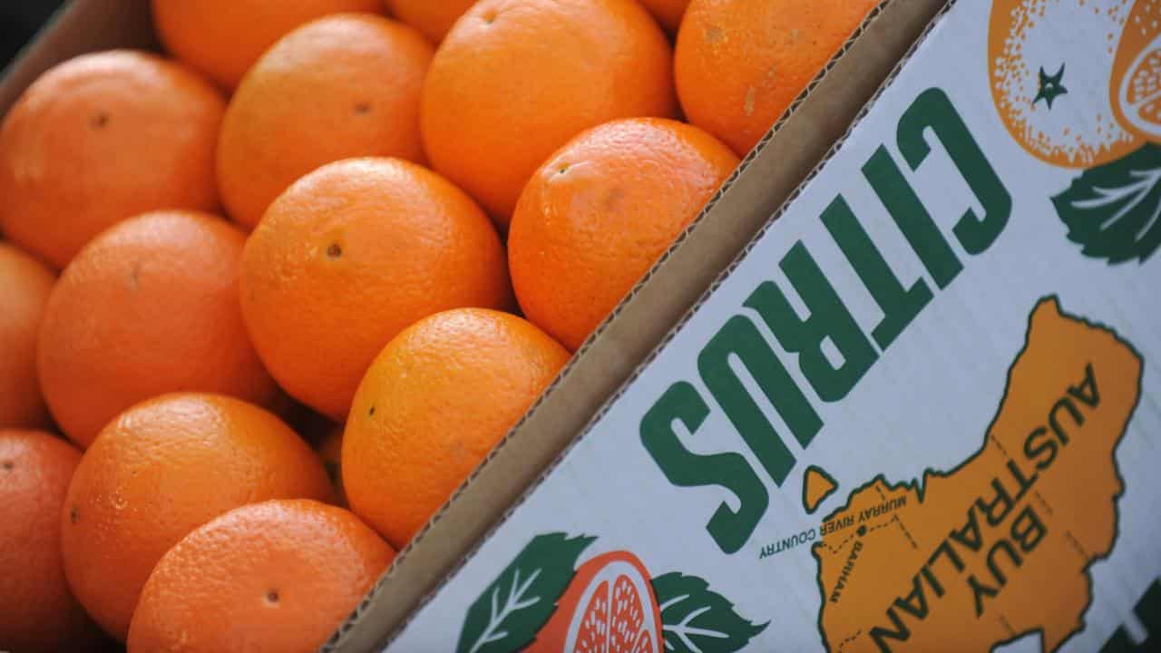 Citrus growers hope to squeeze more from Chinese market