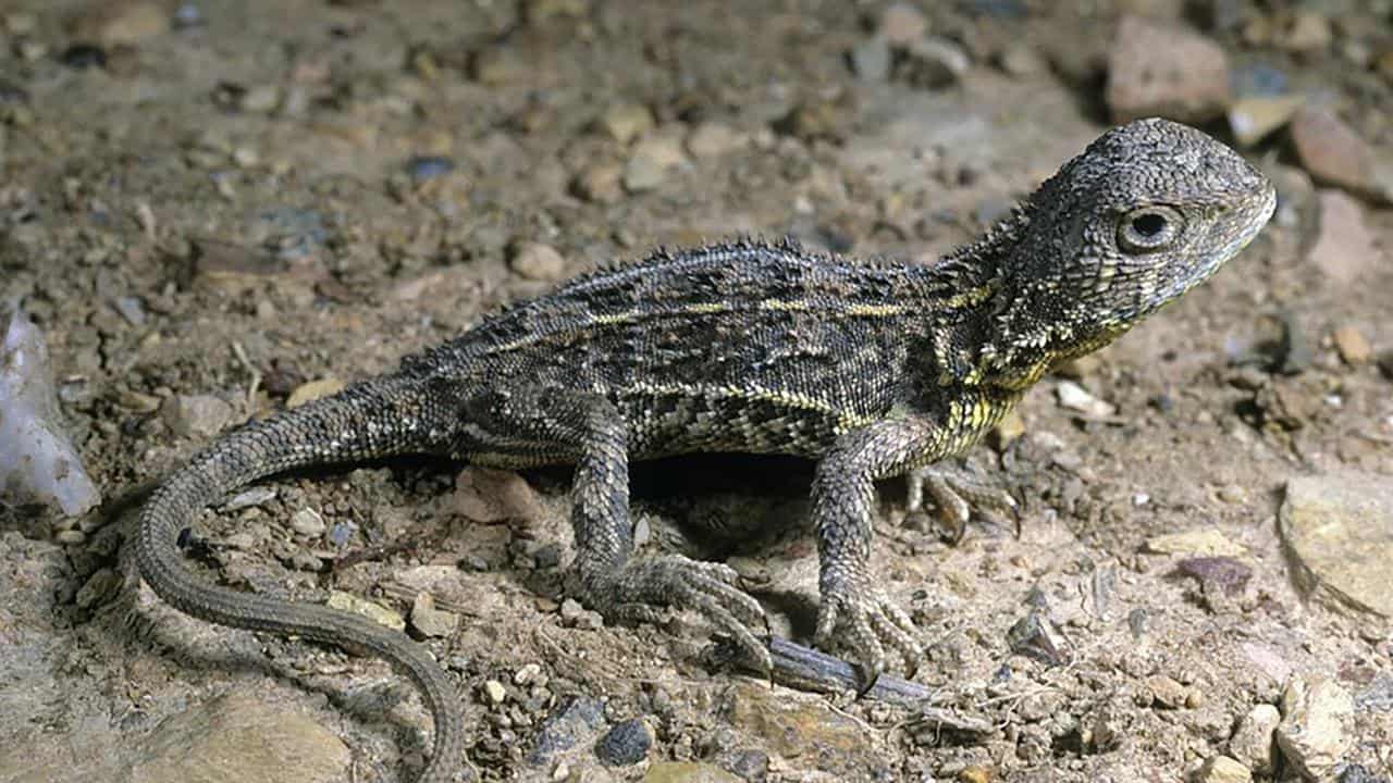 Earless dragon diversity no shield to extinction threat