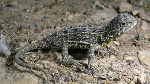 Earless dragon diversity no shield to extinction threat