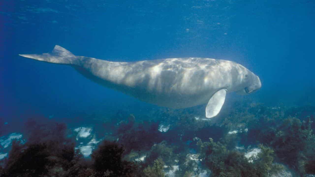 Gill net fishing to be banned on Great Barrier Reef