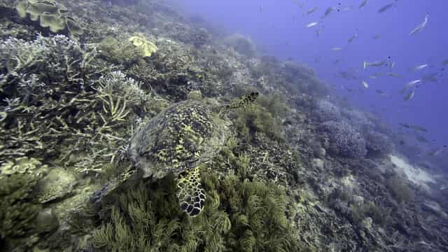 No 'silver bullet' to coral death by disease