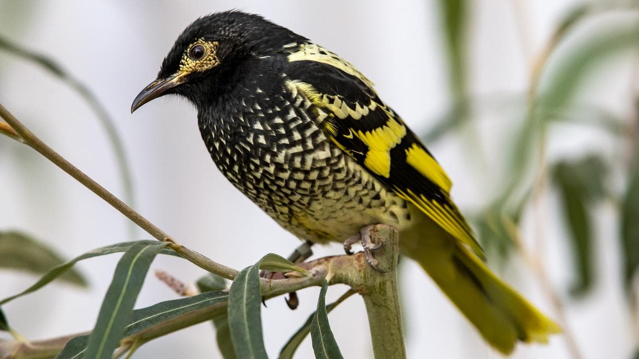 Clearing halted amid fears for highly endangered bird