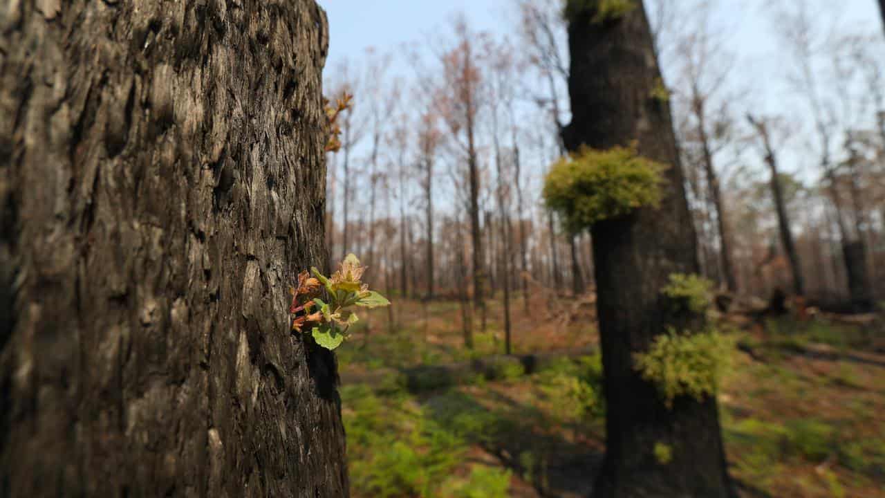 Sixty billion rainforest bugs lost in bushfire crisis