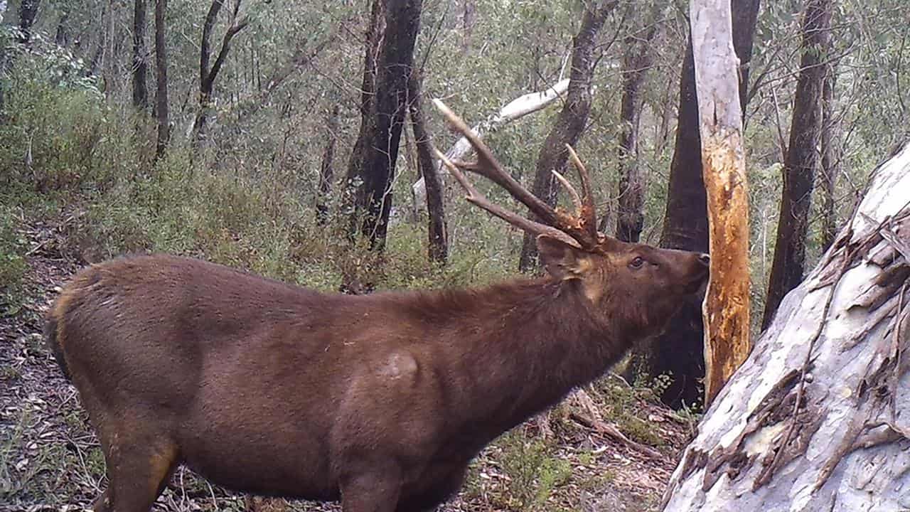 Controls to protect native species against wild deer