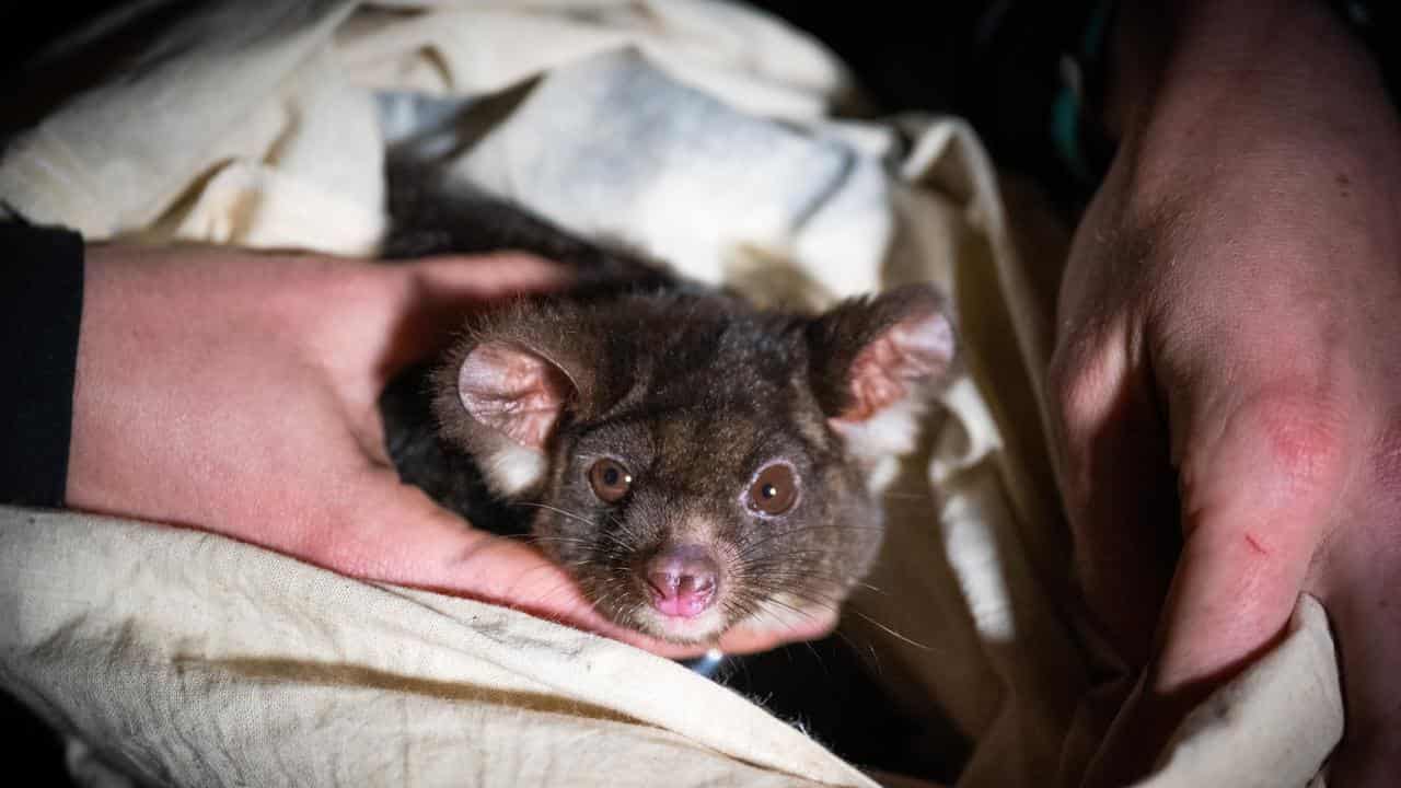 Tiny trackers give up gliders' secrets after bushfires