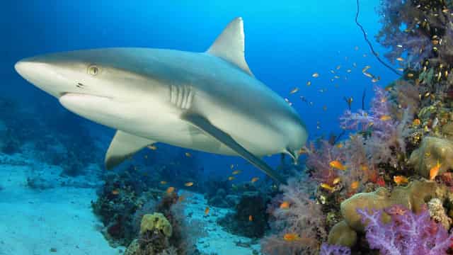 Overfishing takes big bite out of reef sharks globally