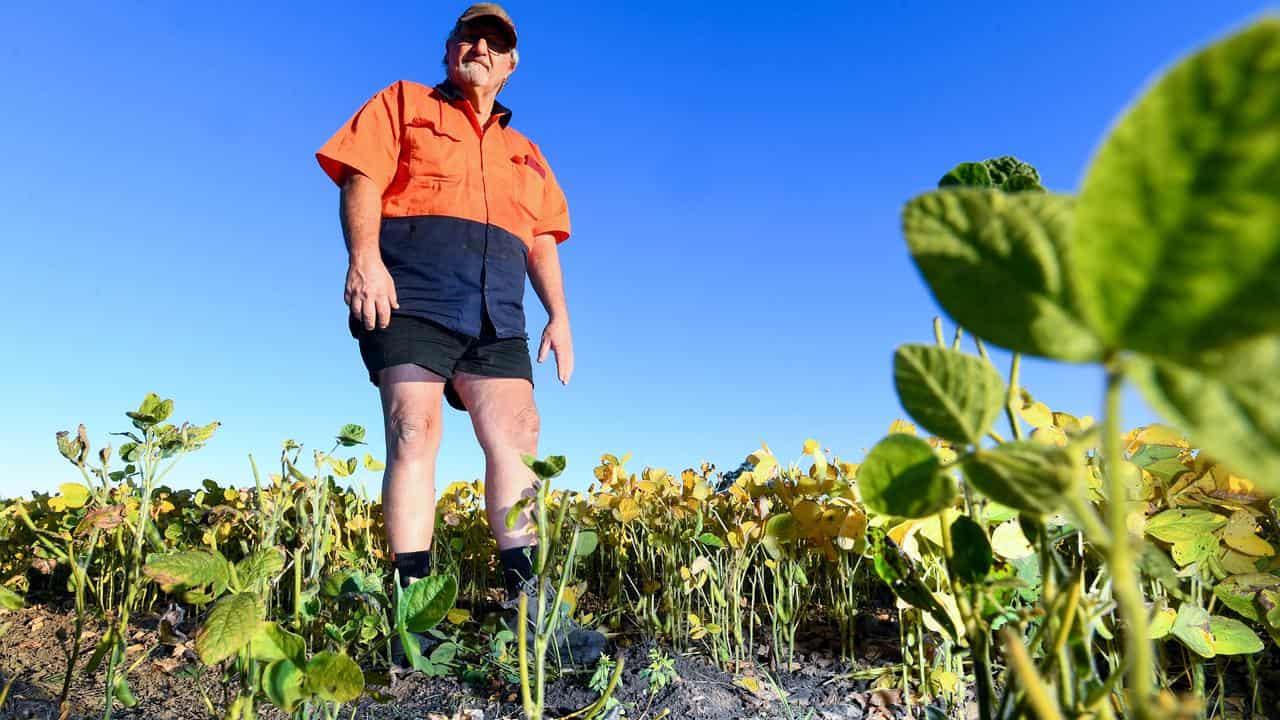 Fire ants: the war Australia can't afford to lose