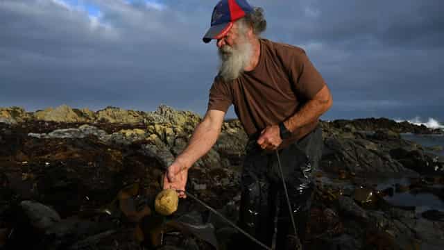 Unique kelp puts King Island on world map