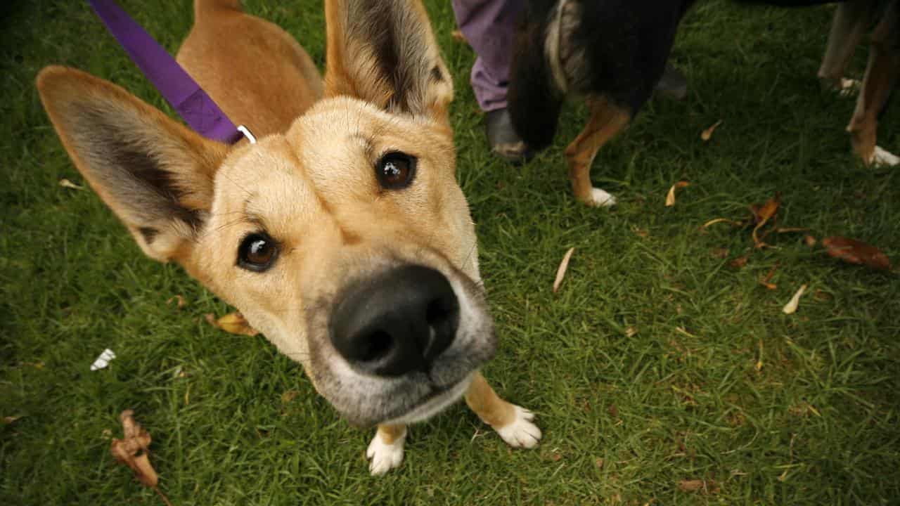 South Australian pet owners set for rental rights boost