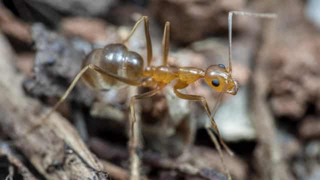 New yellow crazy ant infestation detected in north Qld