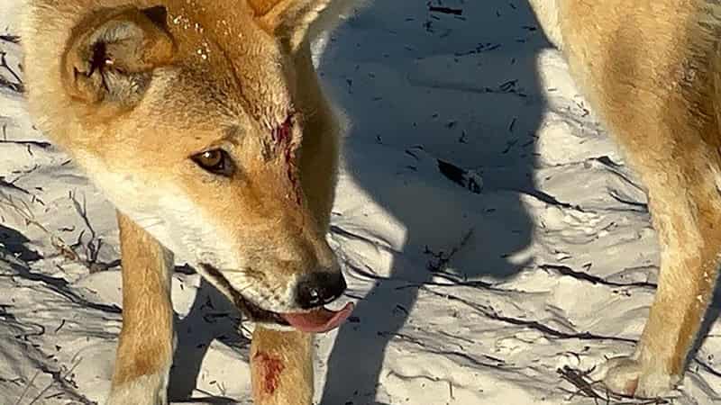 Dingo warning after boy dragged under water on K'gari