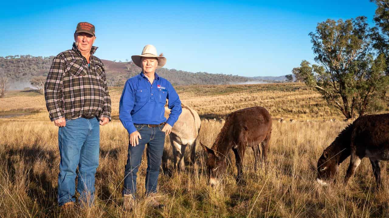 Guard donkeys protect sheep from wild dog attacks