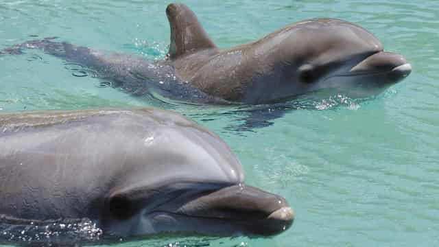 Pleas in a pod: dolphins teach each other how to beg