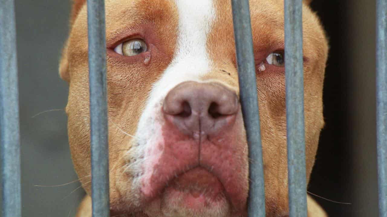 Qld plans to ban five dangerous dog breeds