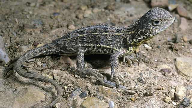 Lizard location under guard to save rare species