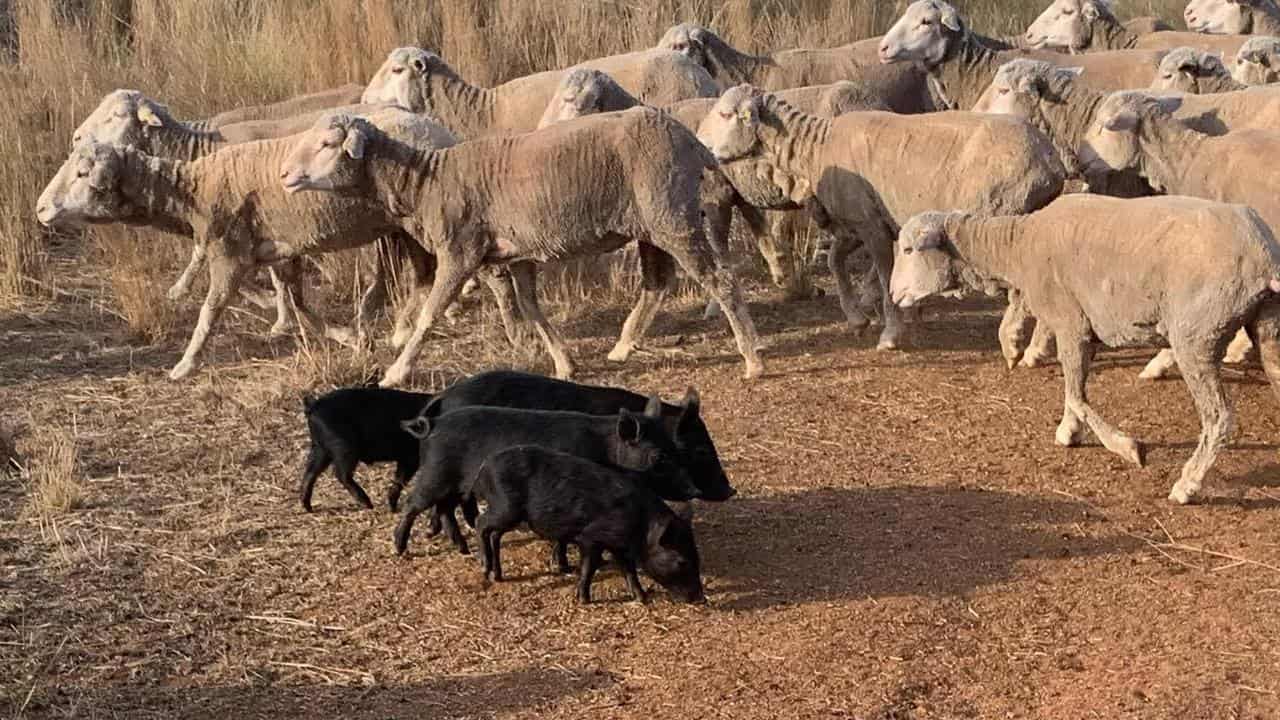 Farmers call for drastic action over feral pig 'crisis'