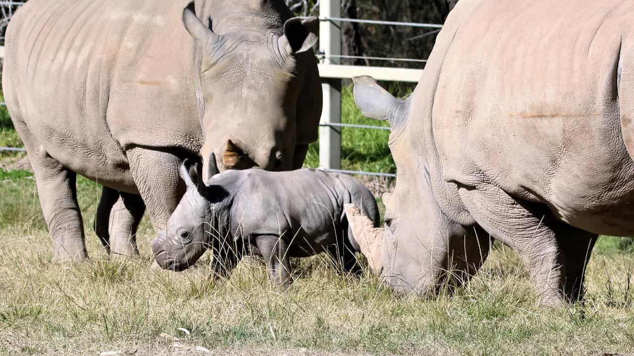 Baby white rhino a big bundle of joy for Dubbo keepers