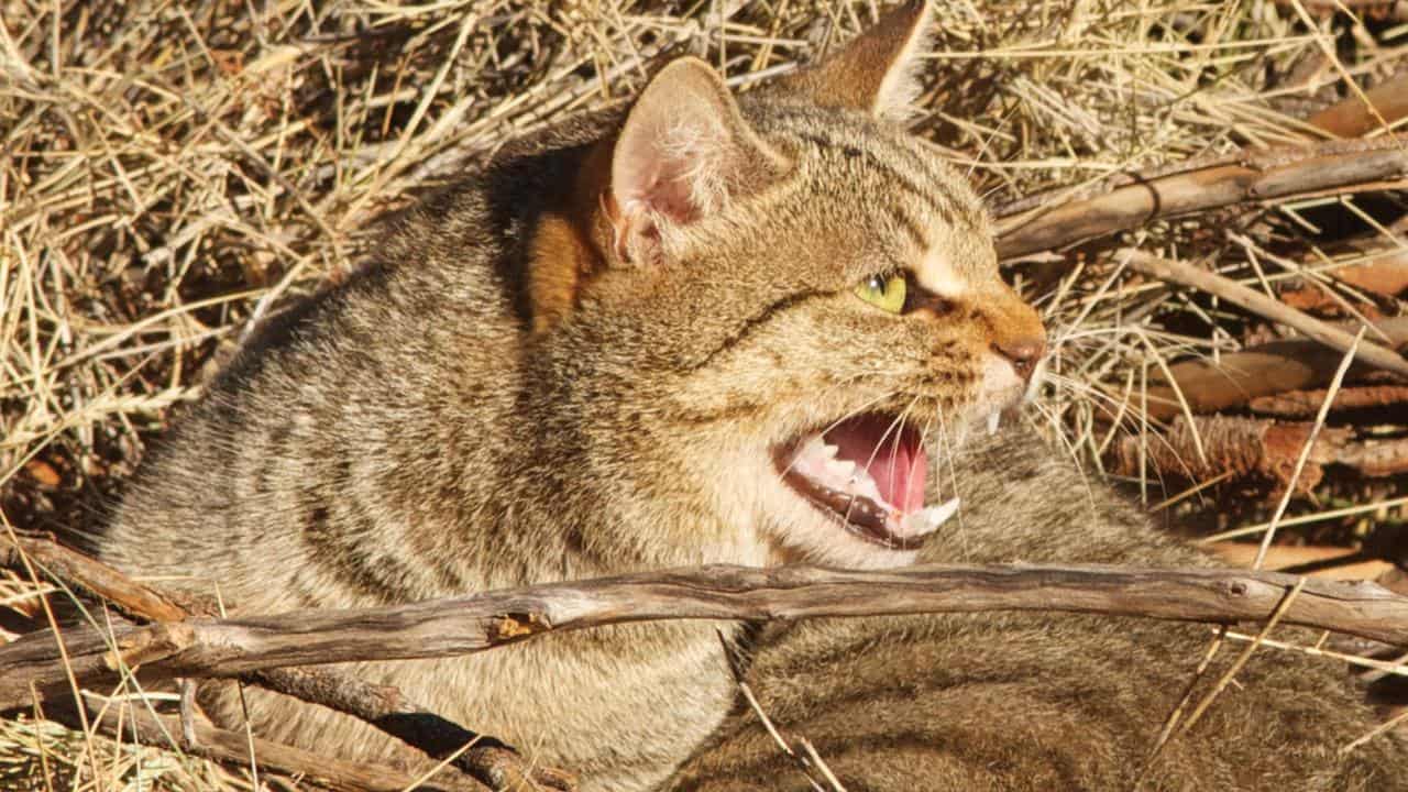 Poison-spraying sensor technology to combat feral cats