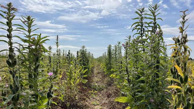 Aussie farmers sow seeds for stroll down sesame street