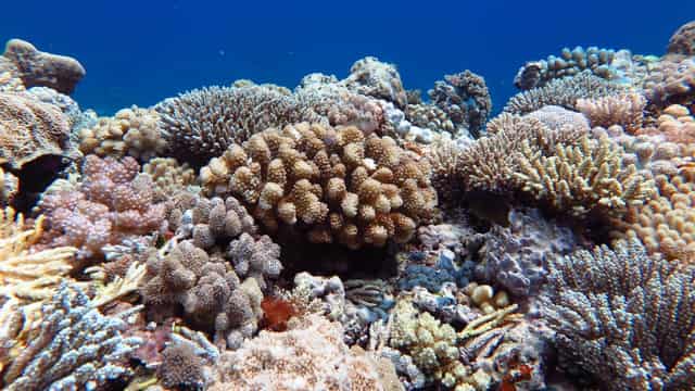 Research to hedge bets on coral climate survival