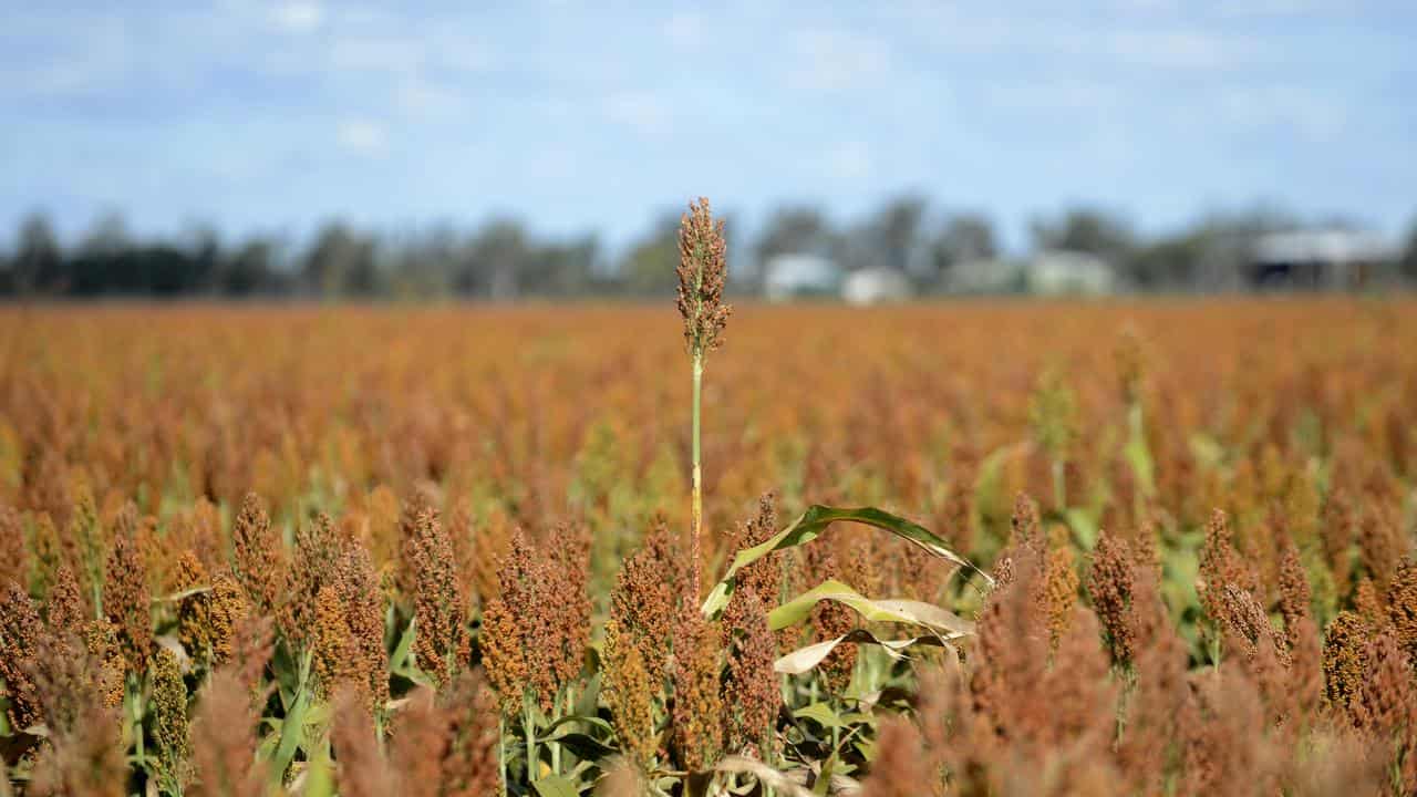 Aussie farmers 'lead world' in sustainable agriculture