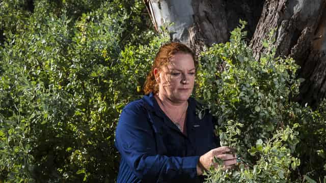 Pass the saltbush: Farmers go native ahead of El Nino