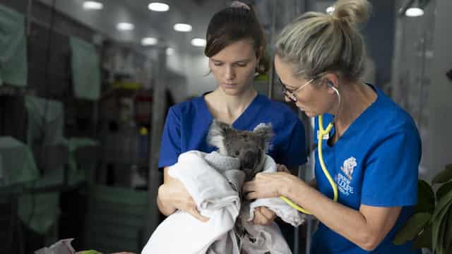 Wildlife hospital staff devastated as funding scrapped