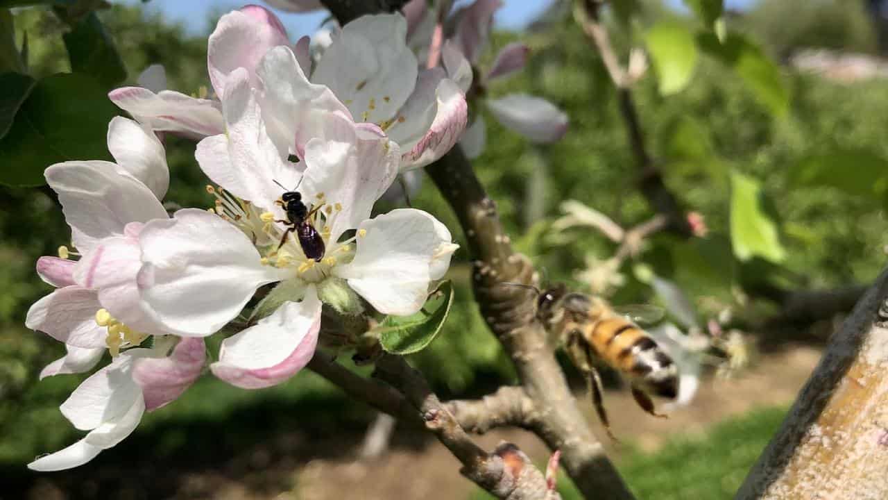 Apples, bees, mites and the pollination gauntlet