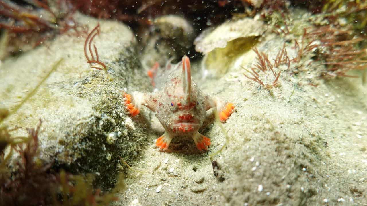 The battle to save Australia's ultra rare grumpy fish