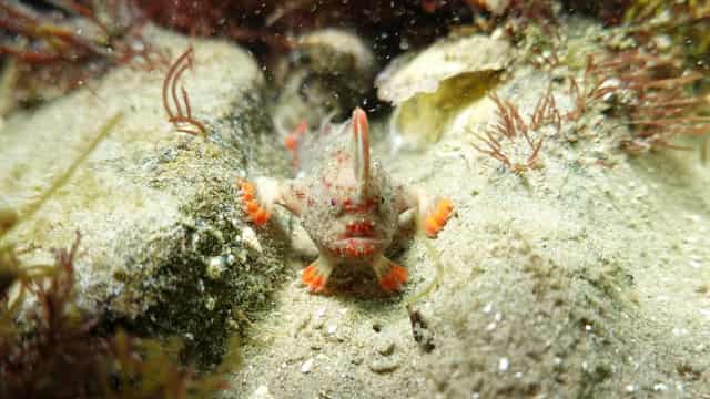 The battle to save Australia's ultra rare grumpy fish