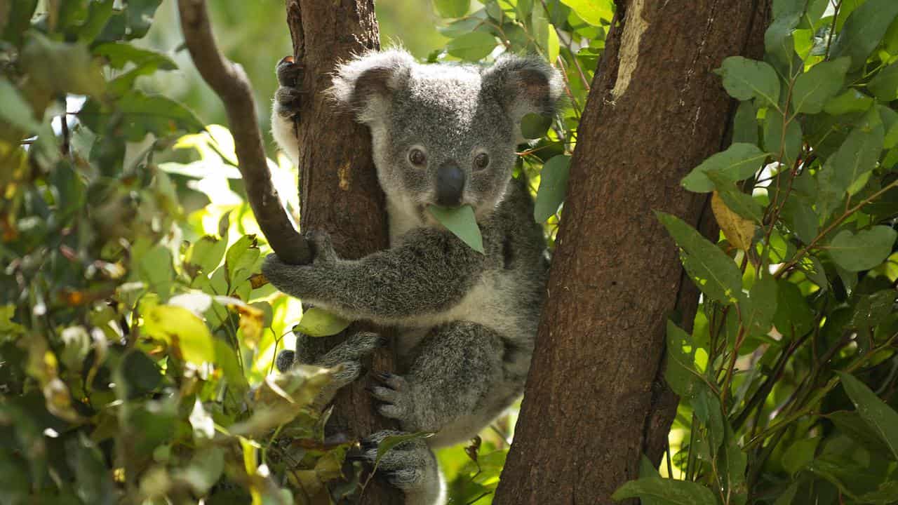 Development offsets insufficient to re-home koalas