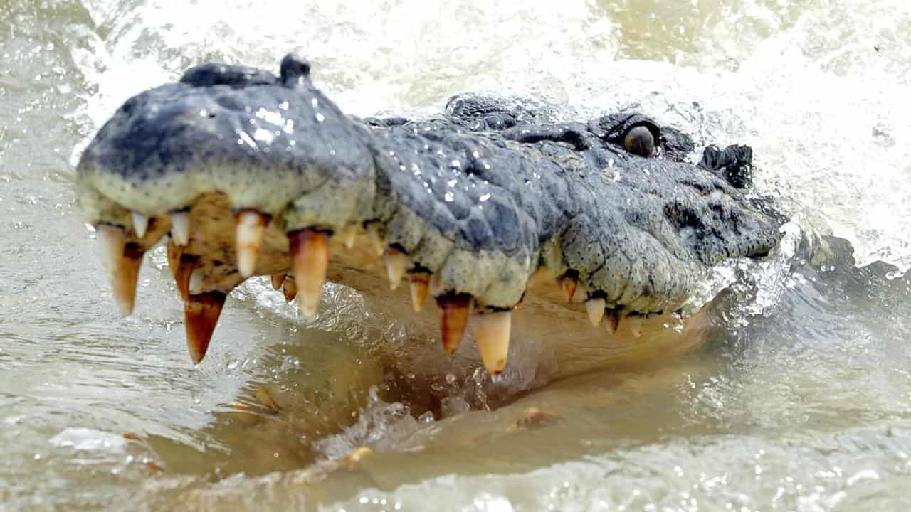 Two-metre crocodile attacks man at popular waterhole