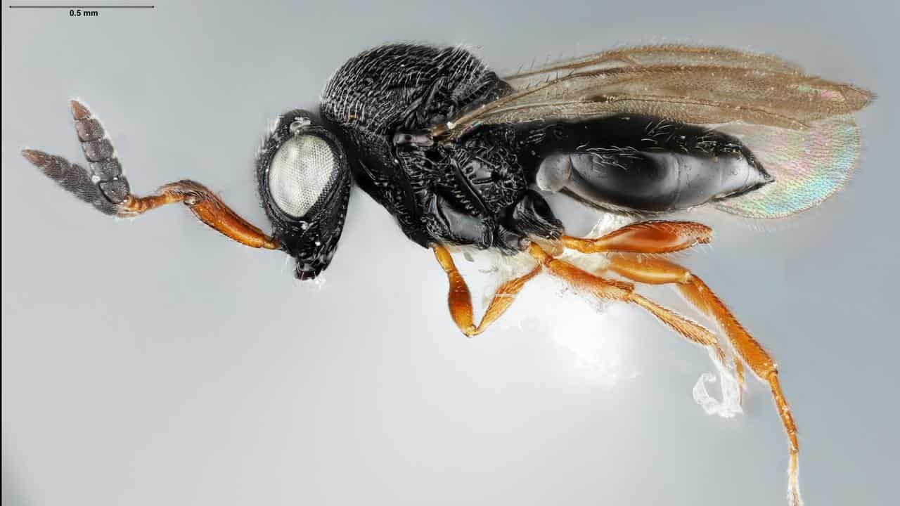 Scientists searching for tiny 'superhero' samurai wasp