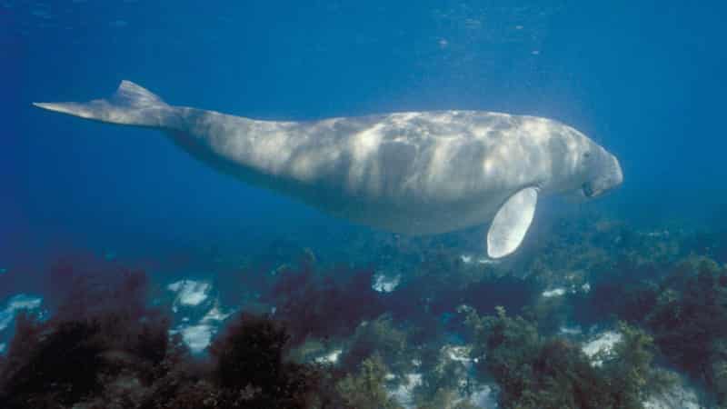 Safety zones offer fin-tastic benefits for marine life