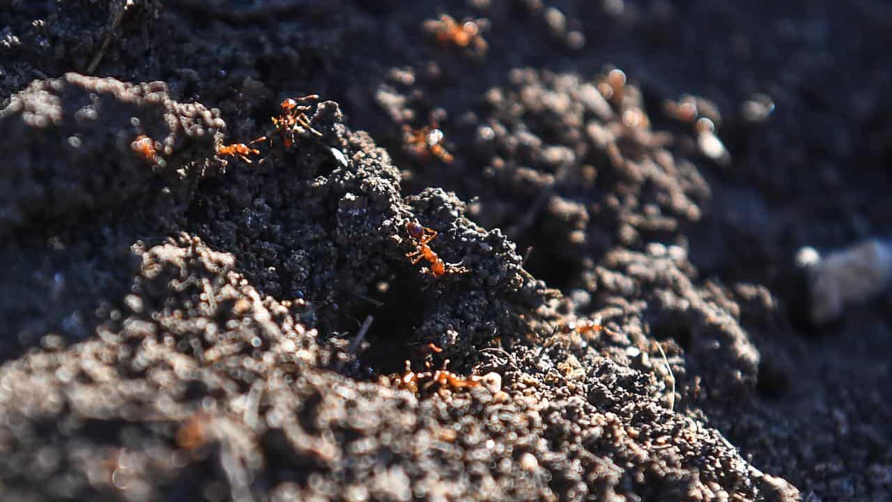 Fears fire ants on march as eradication funding stalls