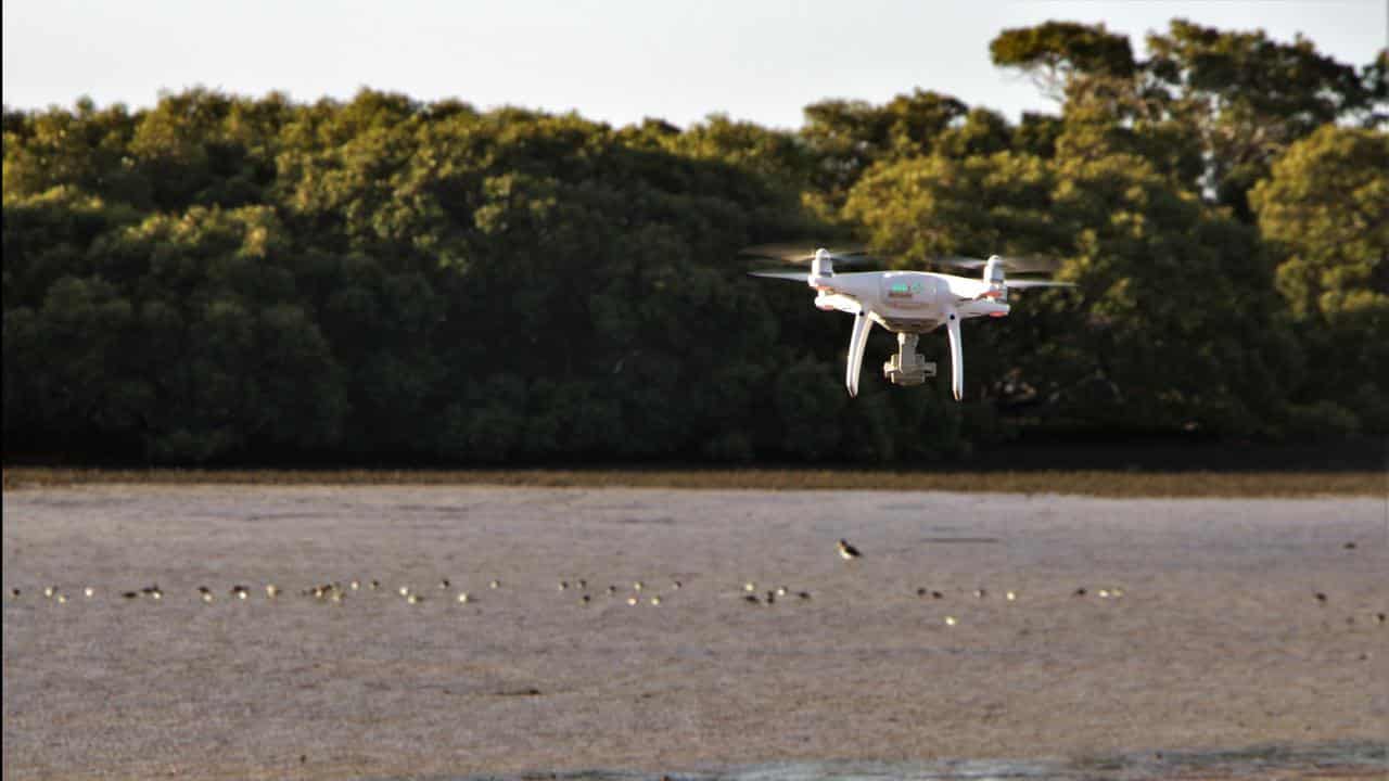 Drones a threat to critically endangered Aussie bird