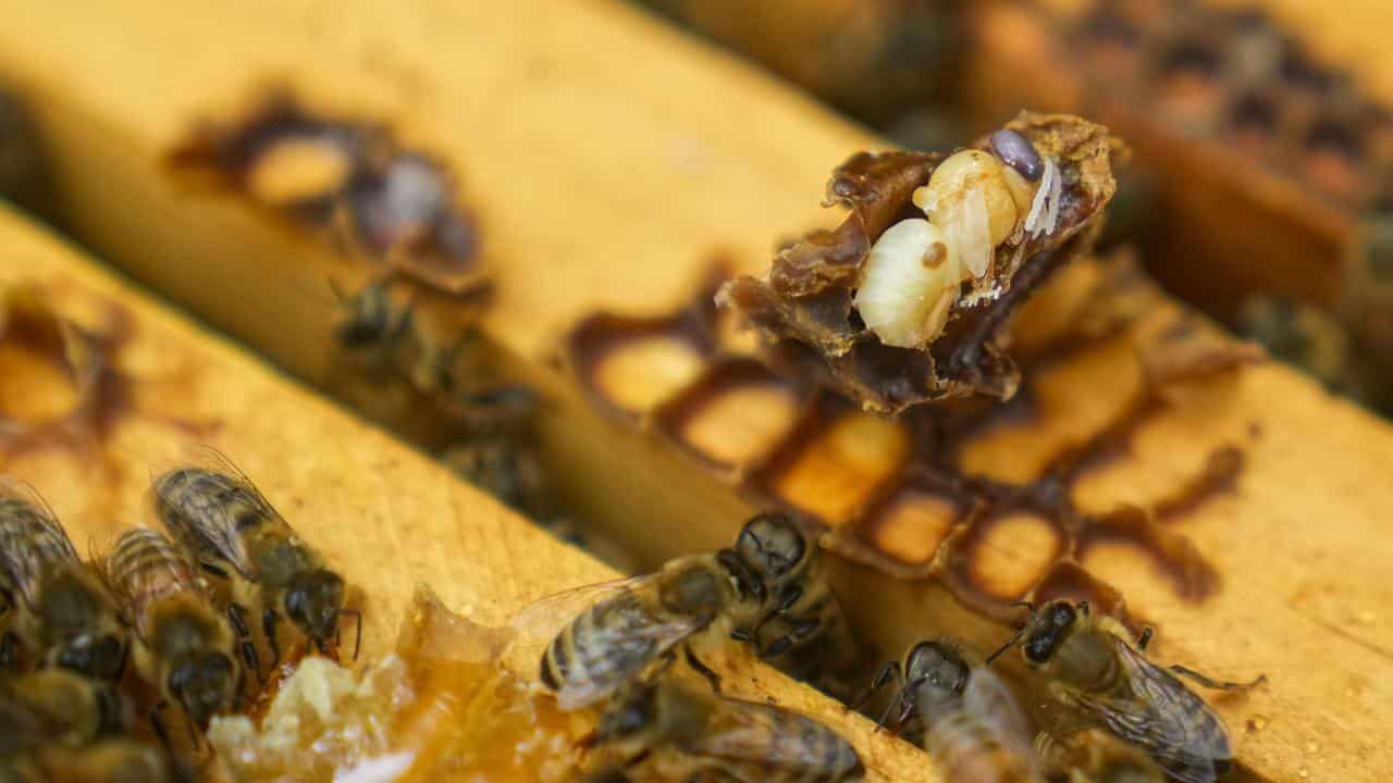 Bee-killing varroa mite spreads further inland